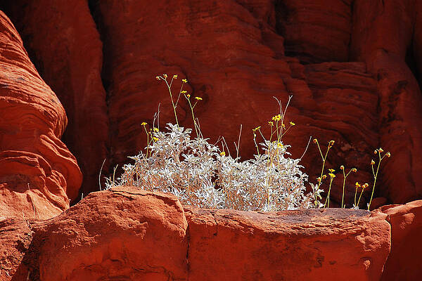 America Photograph - Signs Of Life - Valley Of Fire State Park by Darin Volpe