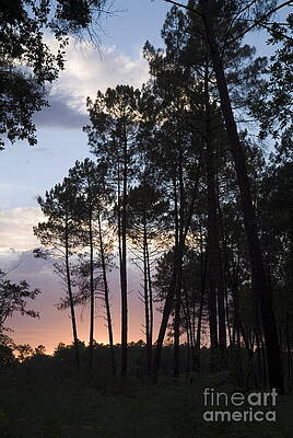 Europe Photograph - Silhouette Of Pine Trees At Dusk In The Landes Forest by Sami Sarkis Photography