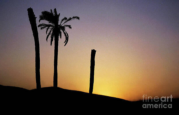 Tree Wall Art featuring the photograph Silhouetted Palm Trees At Sunset In The Sahara Desert by Sami Sarkis Photography
