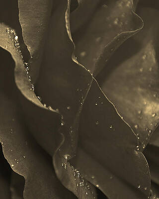 Photograph - Silky Drips by Matt Halvorson