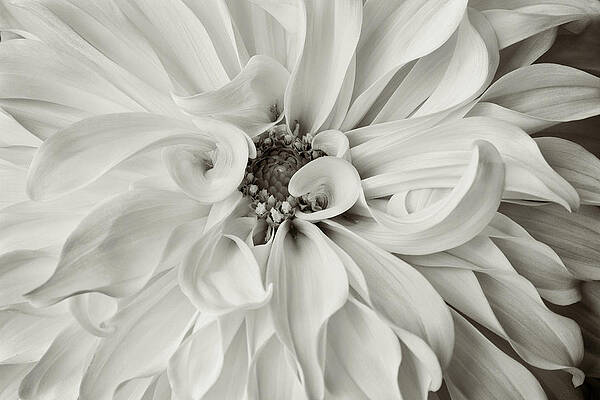 Sensual Wall Art featuring the photograph Silver Dahlia by Mary Jo Allen