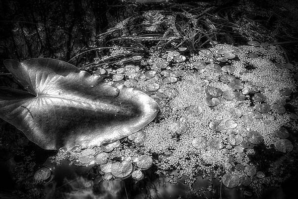 Florida Wall Art featuring the photograph Silver Drops by Ghostwinds Photography