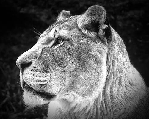 Portrait Photograph - Silver Lioness by Chris Boulton