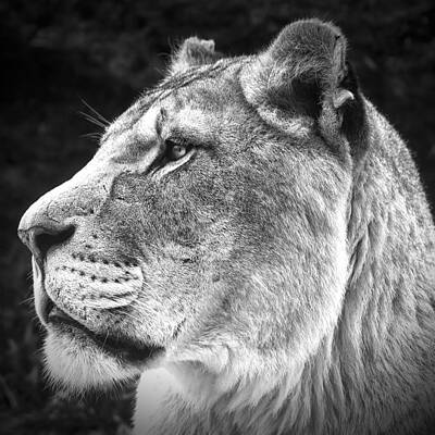 Majestic Lioness in Profile Photograph