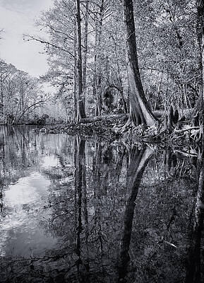 Florida Wall Art featuring the photograph Silver River by Ghostwinds Photography