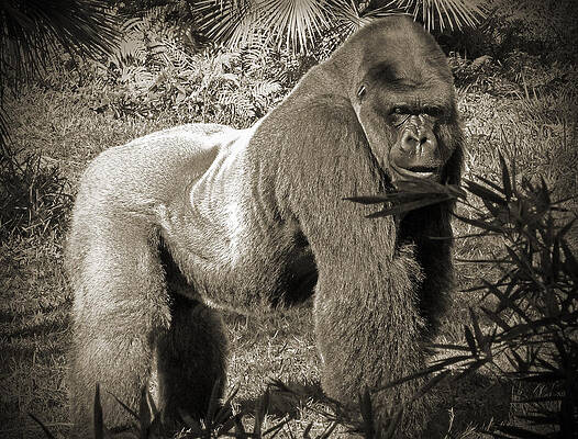Majestic Gorilla in Natural Habitat Wall Art