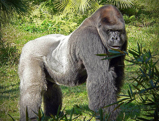 Majestic Gorilla in Natural Habitat Wall Art