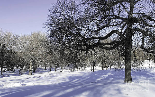 Tree Wall Art featuring the photograph Silvery Blue Winter by Onedayoneimage Photography