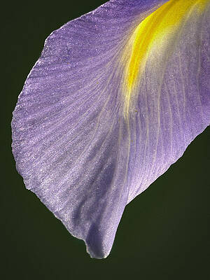 Abstract Photograph - Simplicity by Jean Noren