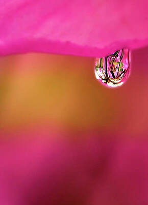 Color Photograph - Single Drop by Crystal Wightman