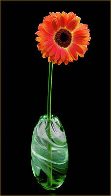Beautiful Photograph - Single Gerbera by Jean Noren