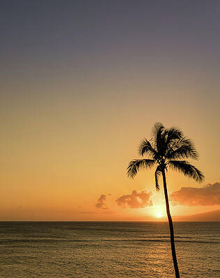Hawaii Wall Art featuring the photograph Single Palm Tree In Silhouette In Sunset Off Maui by Steven Heap