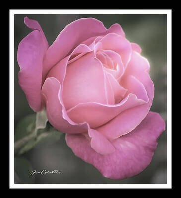 Summer Wall Art featuring the photograph Single Stem Pink Rose by Joann Copeland-Paul