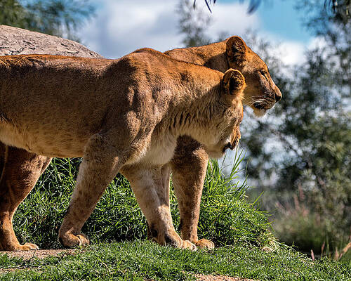 Photograph - Sister's Overlook by American Landscapes