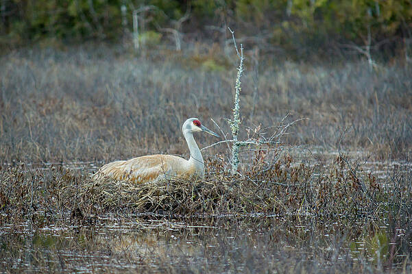Outdoors Photograph - Sitting On The Nest by Steve L'Italien