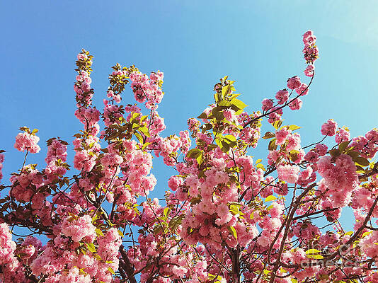Nature Photograph - Sky Blooms by Onedayoneimage Photography