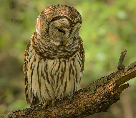 Wall Art featuring the photograph Sleeping Barred Owl by Jean Noren