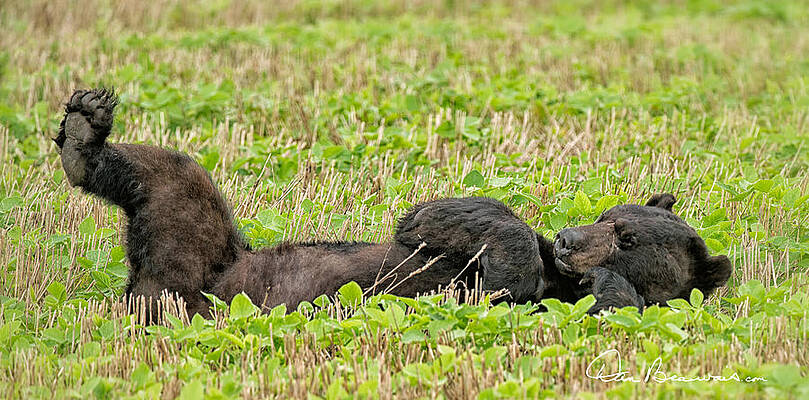 Wildlife Photograph - Sleepy Bear 7431 by Dan Beauvais