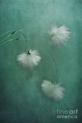 Delicate Cottongrass Trio Wall Art