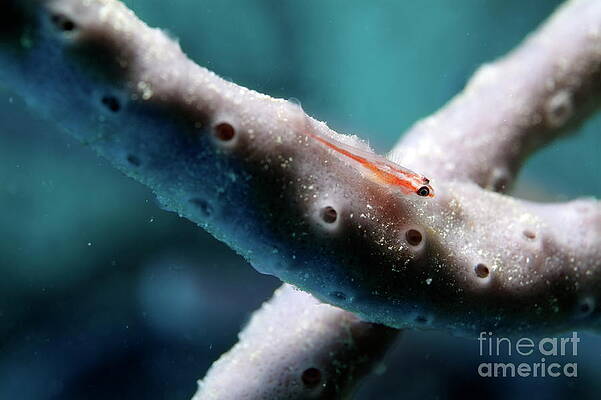 Animal Wall Art featuring the photograph Small Cling Goby by Sami Sarkis Photography