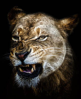 Wall Art featuring the photograph Snarl by Ghostwinds Photography