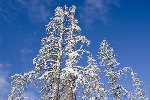 Nature Wall Art featuring the photograph Snow Covered by Kelley King