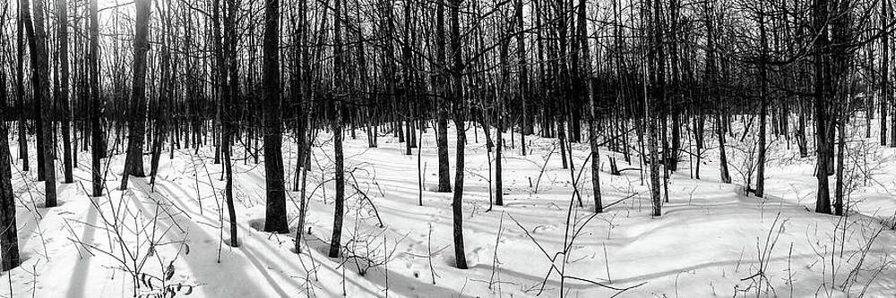 Snow forest by Al Poullis