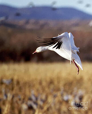 Wildlife Photograph - Snow Goose by Steven Ralser