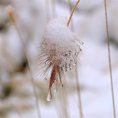 Wall Art featuring the photograph Snow Transfiguration by Rona Black
