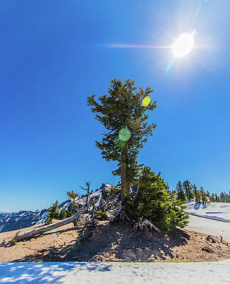 Water Photograph - Snow Tree by Jonny D