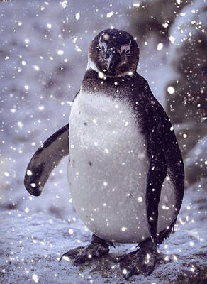 Photograph - SnowPenguin by Chris Boulton