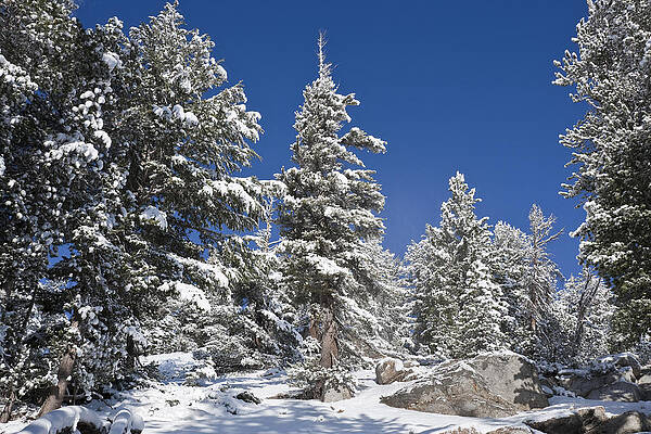Snowy Mountain Pine Trees Wall Art