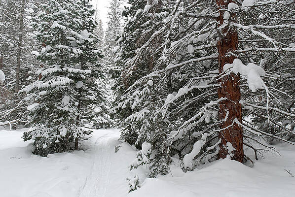 Rocky Mountain National Park Photograph - Snowshoeing Through Rocky Mountain National Park by Cascade Colors