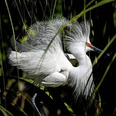 Bird Wall Art featuring the photograph Snowy Egret by Steven Sparks