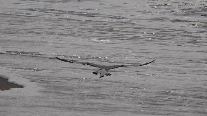 Card Wall Art featuring the photograph Soaring Gull by Robert Newman