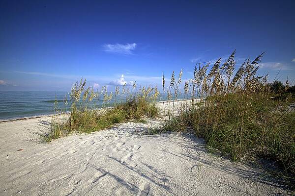 Florida Wall Art featuring the photograph Soft Beach by Alberto Audisio