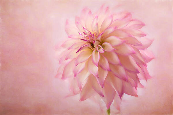 Summer Photograph - Soft Pink Glow by Mary Jo Allen