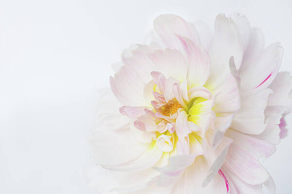 Delicate Photograph - Soft Ruffles by Mary Jo Allen