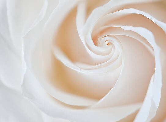 Delicate Rose Petal Swirl Photograph