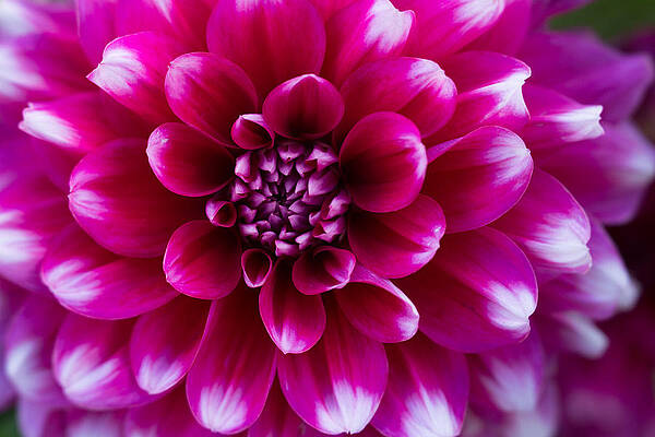 Bloom Wall Art featuring the photograph Soft Touch Dahlia by Mary Jo Allen