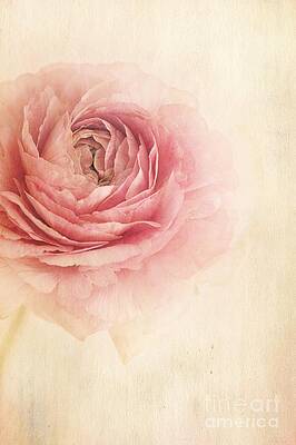 Delicate Pink Ranunculus Wall Art
