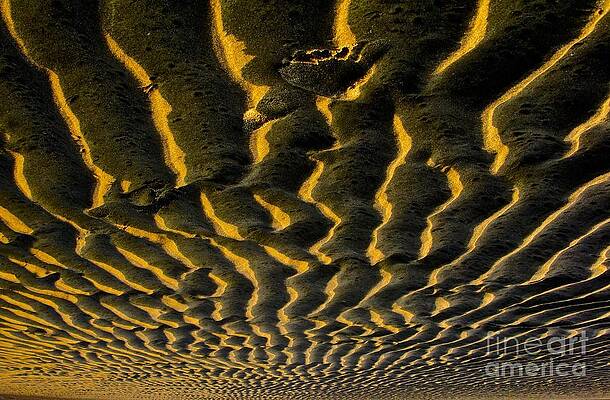 Wall Art featuring the photograph Solitary Step by Debra Banks