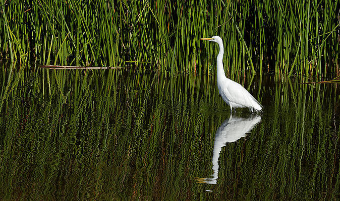 Wild Wall Art featuring the photograph Solitude -- Great Egret At Oso Flaco Lake, California by Darin Volpe