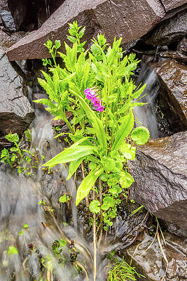 Color Wall Art featuring the photograph Solitude by Jeff Stoddart
