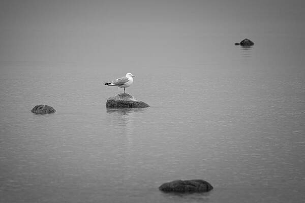 Great Lake Wall Art featuring the photograph Solitude by Steve L'Italien