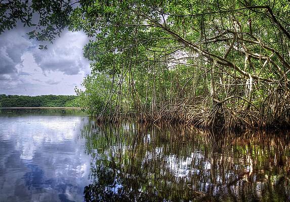 Wall Art featuring the photograph Somewhere In The Everglades by Alberto Audisio