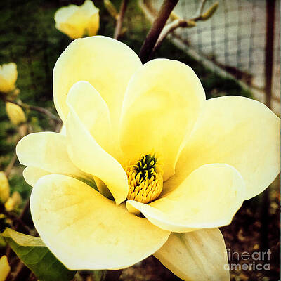 Flower Photograph - Southern Belle by Onedayoneimage Photography