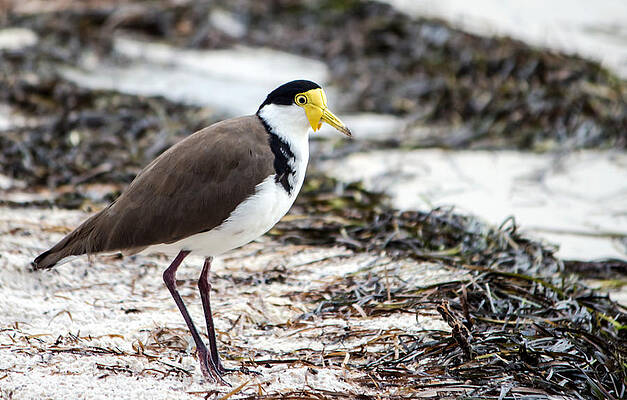 Beach Photograph - Southern Masked Lapwing by Nicholas Blackwell