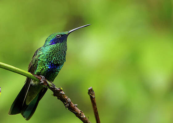 Florida Wall Art featuring the photograph Sparkling Violetear  Humming Bird by Alberto Audisio