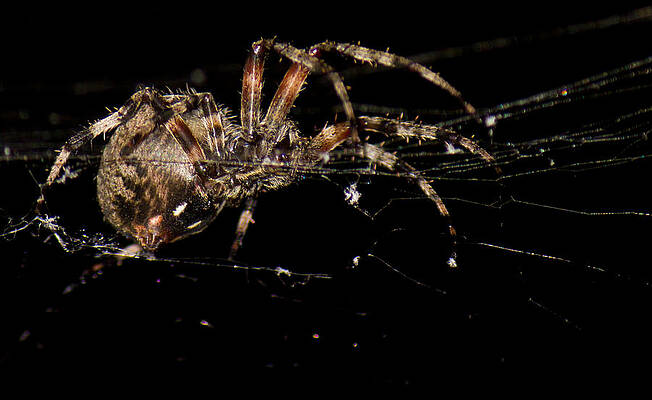Wall Art featuring the photograph Spider On Web by Jonny D